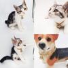 18K Gold Cat Dog Collar Kitten Puppy 1/2inch 12mm Wide Stainless Steel Kitten Choker Curb Chew Proof Cuban Link Chain with Bell (Neck Fit 6"-8")