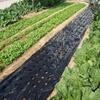 5Holes Black Garden Film Hi-Quality Vegetable Plants Grow Film Protection Cover Greenhouse Perforated PE Mulch Film