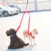 Double Head Leash Double Dog Pet Adjustable Leash Nylon  All Seasons Puppy for Harnesses Leads