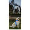 Color Changing Dog Collar Explosion Resistant Reflective Vest Adjustable Chest Harness LED Light Pet Leash