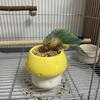 Ceramic Parrot Food Bowl Large Capacity Feeding Station Bird Water Bowl  Balcony Use