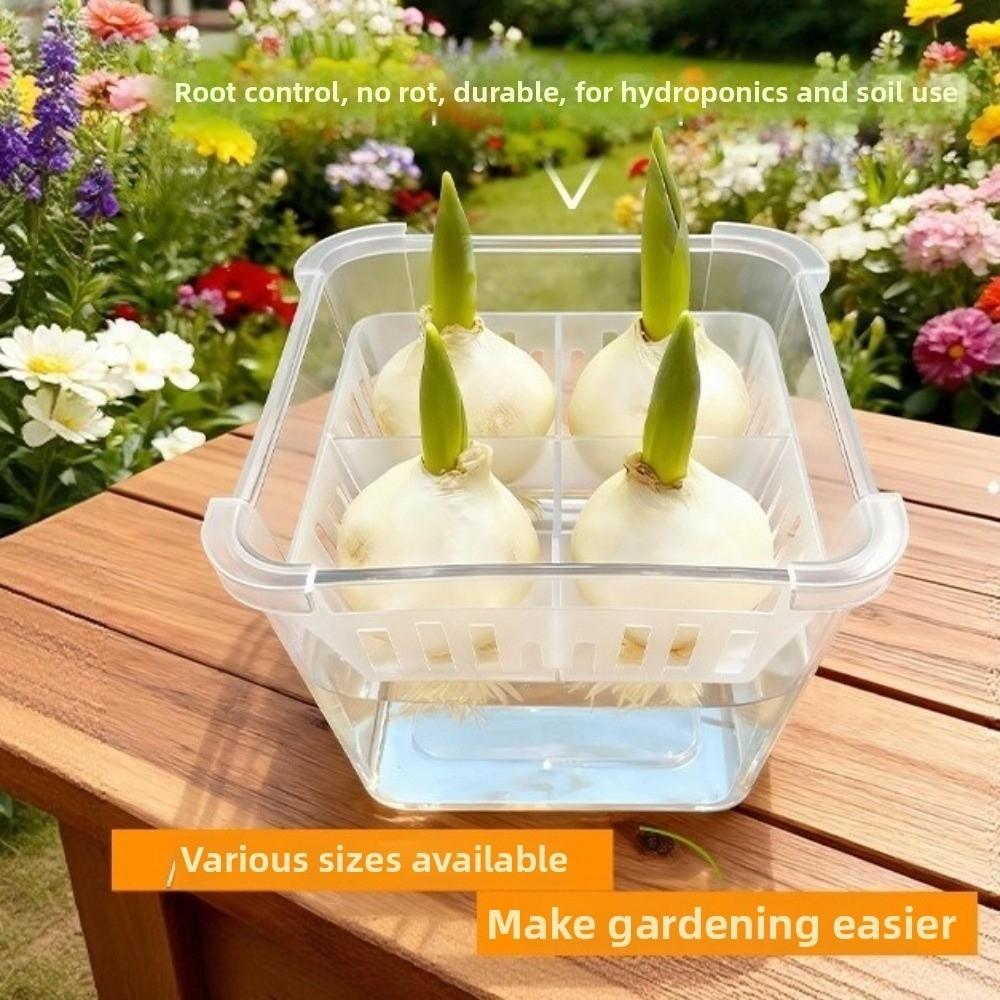 3PCS 4-grides Design Hydroponic Flower Pot Transparent Square Tulip Bulb Planter with Drainage Holes Self-Watering