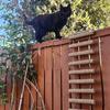 Wall Mounted Cat Activity Center Sisal Cat Climbing Ladder Wood Cat Bridge with Scratching Surface Wall Cat Furniture for Cats