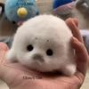 Cute Baby Seal Doll Plush Toy Pendant Simulation Ocean Toy Souvenir Seal Pendant Gift Doll Bag Pendant