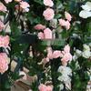 Artificial 69-Head Rose Vine for Home Wedding Decoration