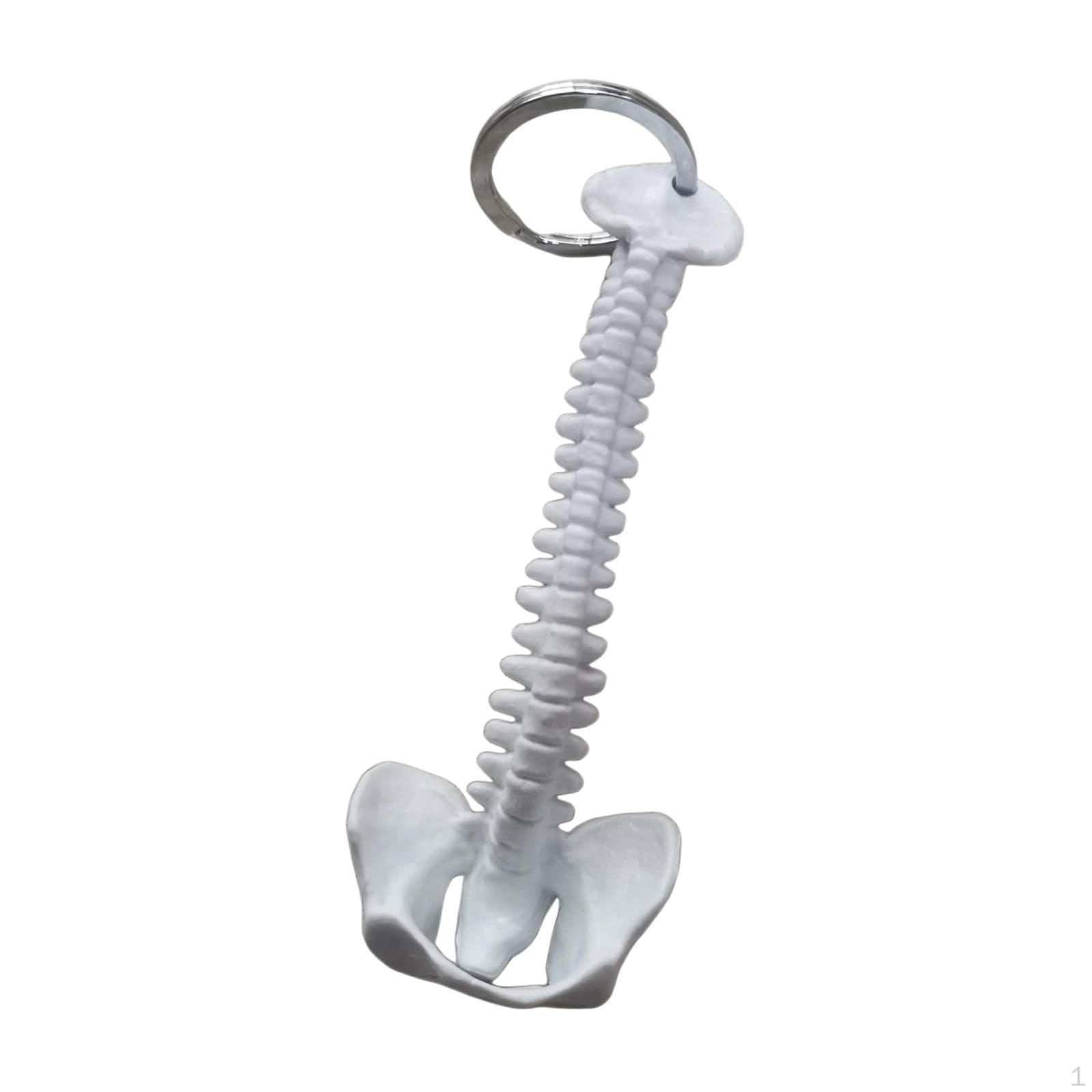 

Human Spine Keychain Bag Charm PVC 15cm Handmade Small Lightweight Biology Key Pendant белый