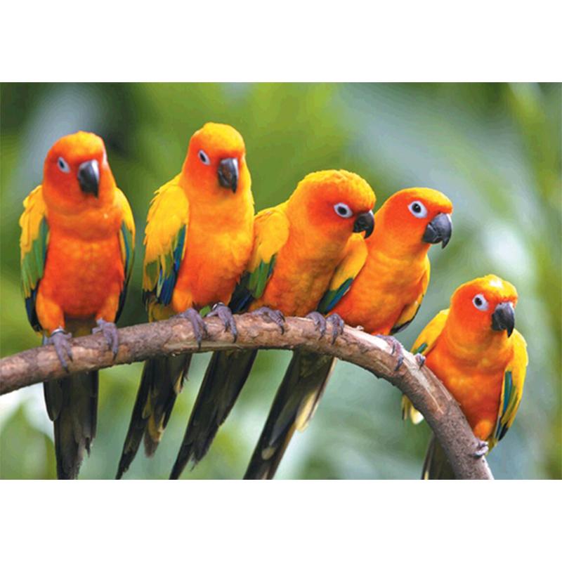 

5D Diy алмазная живопись Животные кошка собака попугай набор крестика полная круглая вышивка мозаика художественная картина декор из страз Full Round 30x40CM