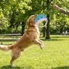 Weiches Interaktives Hundespielzeug Bissfestes Hundetraining Spielzeug Kreativer Hunde Frisbee Outdoor Spiel