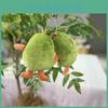 Stylish Avocado Plush Doll Keychain With Soft Fur And Colorful Chains Perfect For Accessories