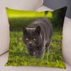 Federa per cuscino decorativo Blu British Shorthair con stampa in peluche corto per decorazione divano soggiorno Federe per cuscini