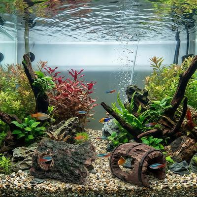 Peces y mascotas acuáticas – Decoración de peceras