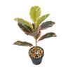 Desktop Rubber Tree & Aspidistra Potted Plant - Bionic Green Landscape Ornament