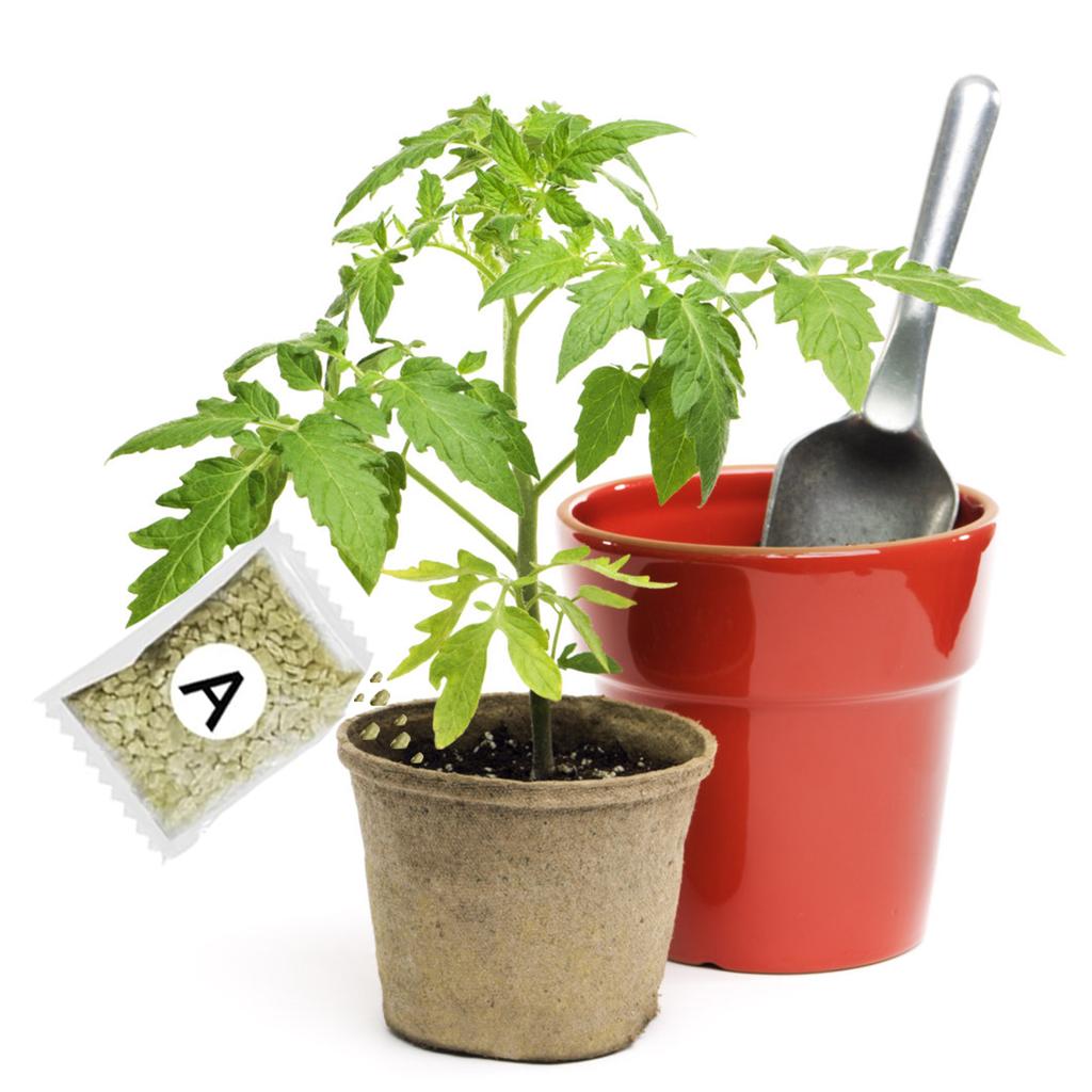 Wydajny Nawóz Roślinny Rozwiązanie Odżywcze do Kiełkowania Nasion dla Przesadzania Roślin Doniczkowych Wzmacniający Korzenie Kwiatów Granulowany