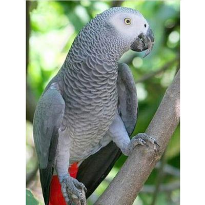Full Round Drill 5D DIY Diamond Painting Animal Parrot Rhinestone Embroidery Cross Stitch