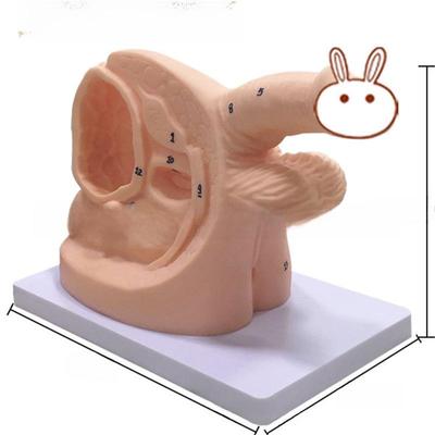 Simple Male/Female and Postpartum Catheterization Training Model