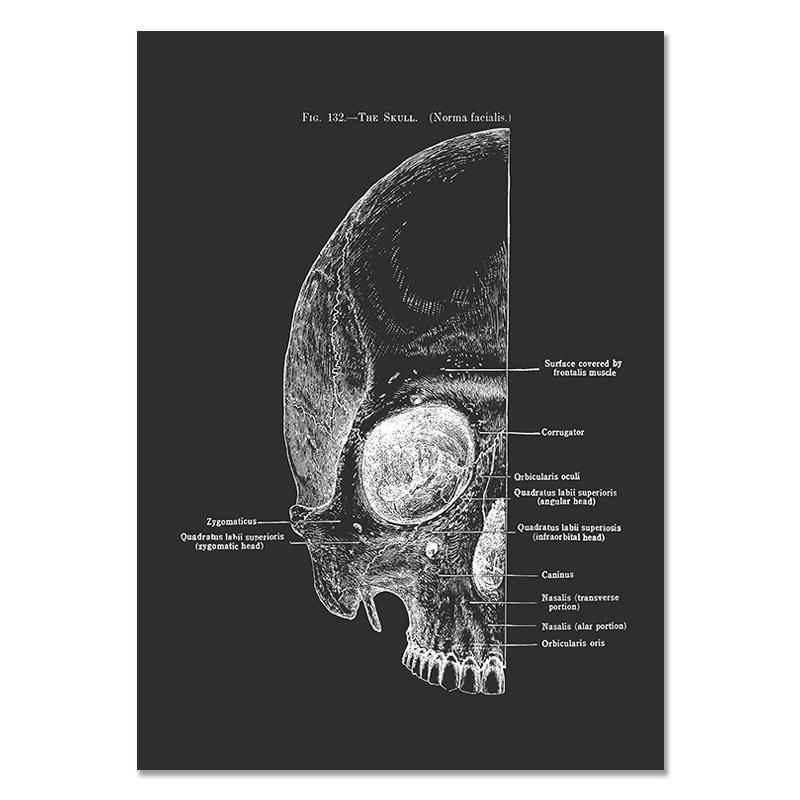 Anatomy Muscle Bone Black and White Canvas Painting Skeleton Organ Wall Art Modern Pictures Posters for Doctor Office Home Decor