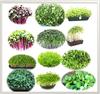 BOSI Leaf Easy Growing 12 Variety Microgreen Seeds | Growing Instruction Included | Untreated and Non GMO Seeds | 300G