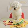 Leckerli-ausgebendes interaktives Welpen-Stofftier Hundespielzeug Buch-Stil Quietschspielzeug Schnüffelteppich für mittelgroße Hunde Zeitvertreib