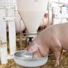 Feeding Bowl,   Feeding, Feeding Container with Plastic Grooved Rod, Stainless Steel