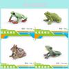 Realistic Plastic Frog Model Set Featuring Triangular Leaf Frog Red Eyed Tree Frog