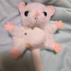 12 Pezzi Scoiattolo Volante Peluche Giocattolo da Appendere Carino Ghiro Bambola Piccola Portachiavi Bambola Animale di Peluche Ciondolo Zaino Ornamento per Auto