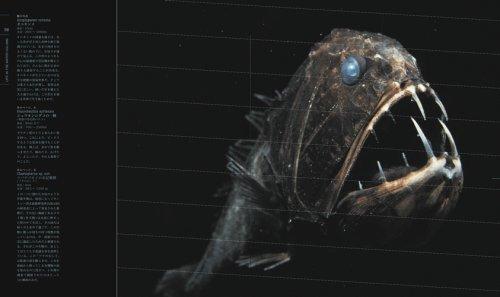 Deep Sea [The Strange and Colorful World of the Deep Sea]