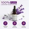 Earth Sculpt Artisan Lavender Essential Oil | 100% Pure Steam Distilled | Stress Relief, Better Sleep, Anxiety Relief | Aromatherapy, Diffuser, M