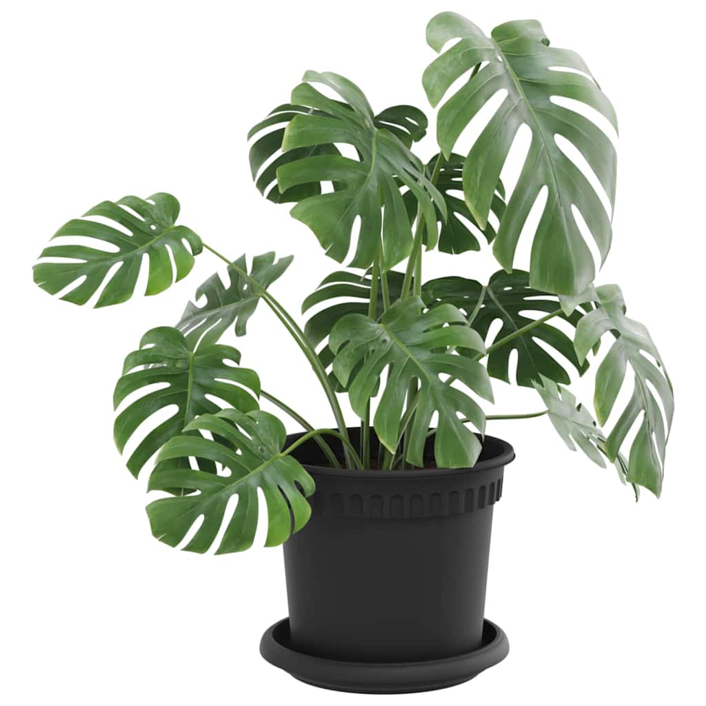 Plant Pots 6 Pcs Black Ø 15 X 12 Cm Plastic