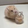 Hamster Fur Storage Keychain Cute Pet Shaped Transparent Hair Container Box Pendants Key Ring DIY Accessories Memorial Gifts