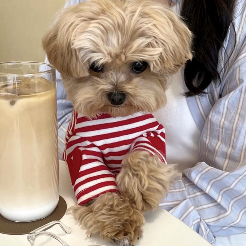 Striped Puppy Shirt Dog Summer Vest Cute Thin Hoodies for Dogs Chihuahua Bichon Witer Dog Undershirt Cat Clothing Pet Sweatshirt
