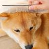 Stainless Steel Dog Comb Long Thick Hair Fur Removal Brush 19cm Pets Dog Cat Grooming Dematting Combs for Shaggy Dogs