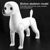 Fenice Animale Domestico Simulazione Toelettatura Cane Finto Modello Cane Modello Scheletrico Standard Cane Corpo Intero Pelo Finto