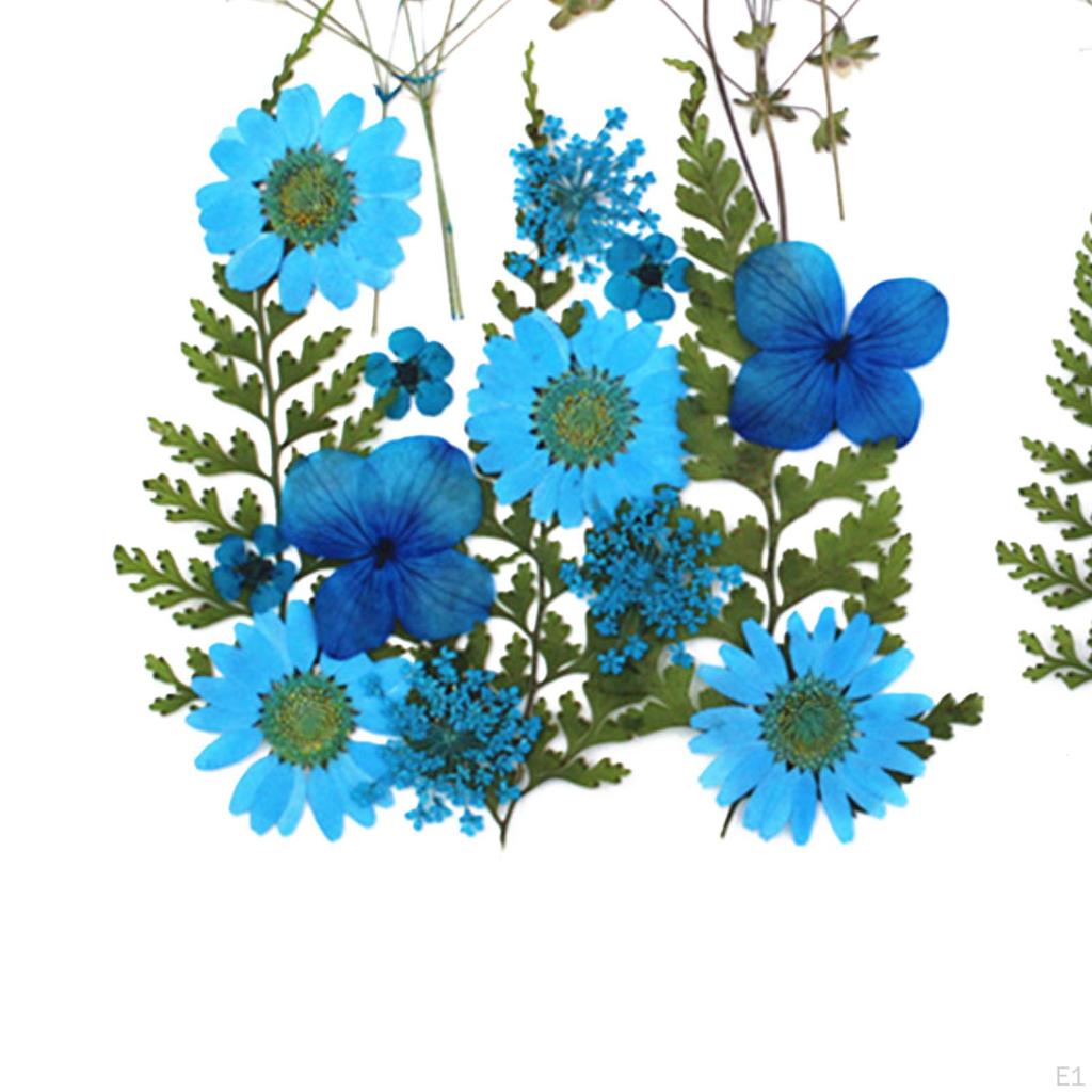 Echte Gedroogde Bloemen Florale Decoratie Blauwe Creatieve Droge Bladeren voor