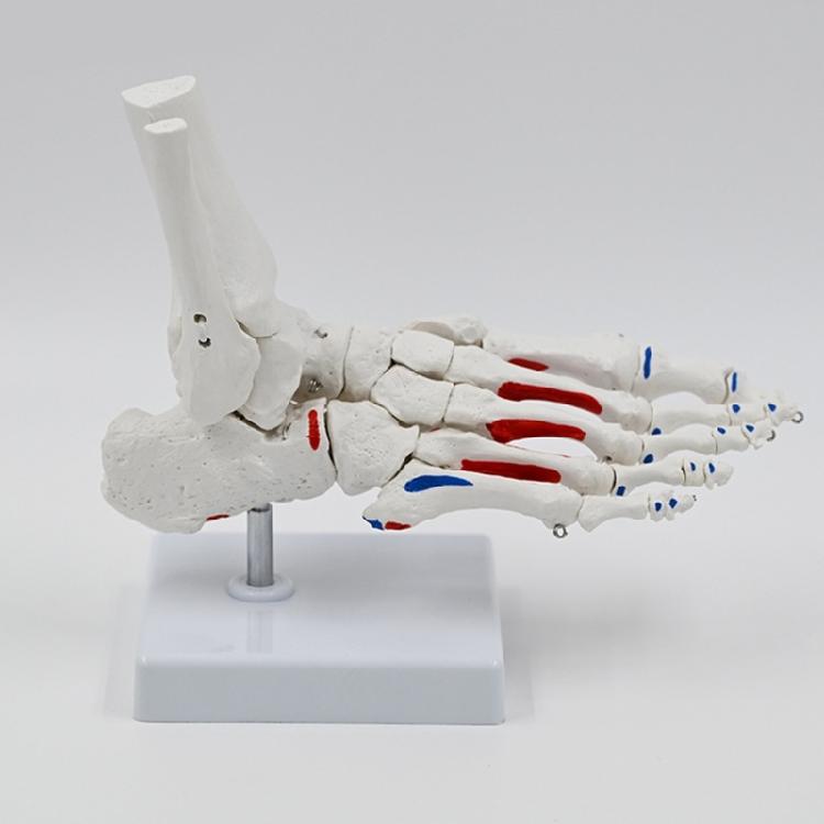 Anatomický model kloubů nohy v životní velikosti Model kostry kloubů lidské nohy Model pro medicínu a vědu