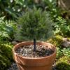 Artificial Five Branch Cypress Leaf Garden Decoration with Ground Stake Realistic Texture and Durable Outdoor Use Suitable for Patio Balcony Lawn