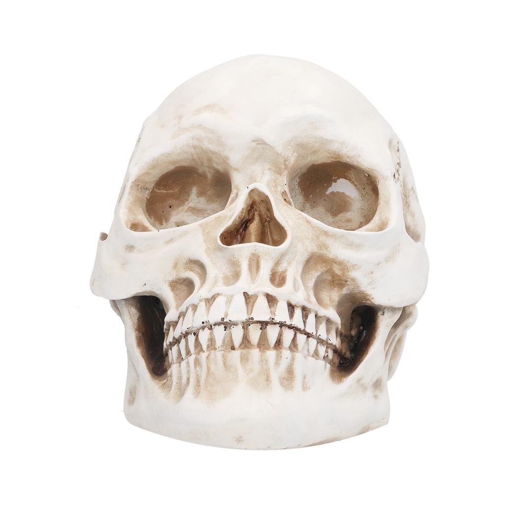 Animal Skull Model Skull Decoration Ornament Resin Craftwork Halloween Props for Home Party Decor