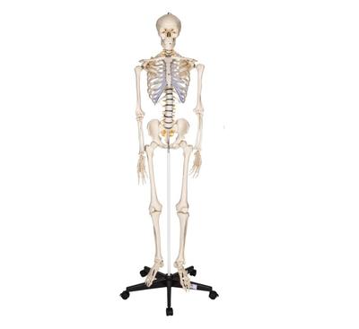 Human Skeleton 181 Cm - Model