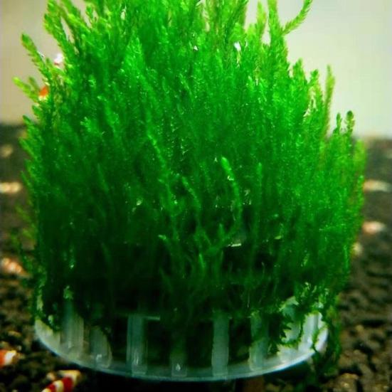 Moss Hemisphere Colonization Ball Aquarium Shrimp Fish Tank Moss Balls Holder Freshwater Live Plants Shaping Ball with Filter Stone