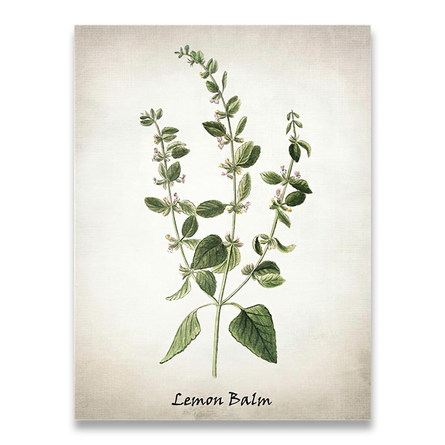 Herb Canvas Art Painting Vintage Herbal Illustrations Posters and Prints Culinary Herbs Botanical Kitchen Wall Art Picture Decor