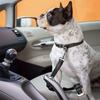 New Adjustable Dog Seat Belt Elastic Retractable Dog Leashes Durable Pet Safety Rope Pet Supplies