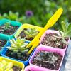 20Sets Small Seed Planter Strong Practicality Small Portable Comfortable to Use Seedling Remover for Vegetable Planting