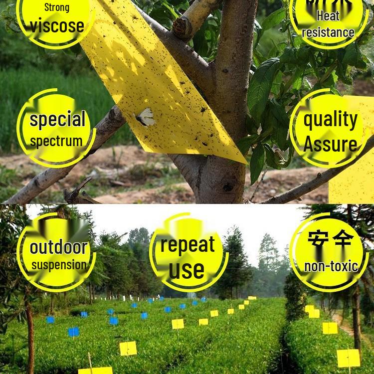 Double-Sided Yellow & Blue Sticky Trap for Flying Insects and Thrips In Horticulture