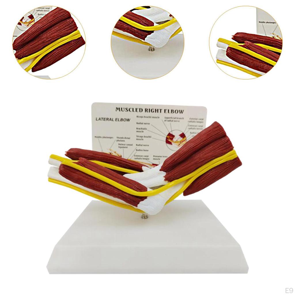 Model lidského kloubu zobrazuje vzdělávací nástroj pro výuku pohybu s vazy a svaly