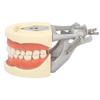 Standard Teeth Model Dental Teaching Standard Typodont Demonstration Soft Gum Teeth Model with 32 Teeth