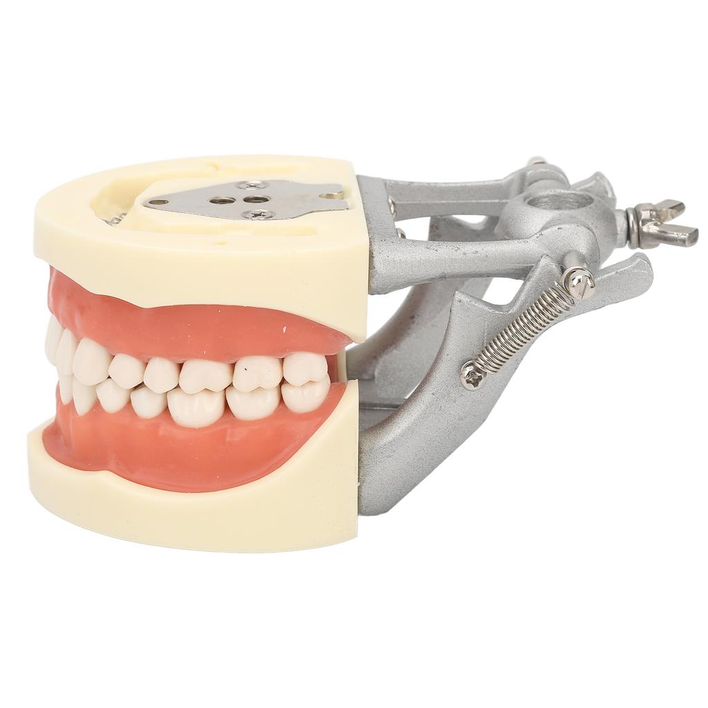 Standard Teeth Model Dental Teaching Standard Typodont Demonstration Soft Gum Teeth Model with 32 Teeth