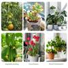 Stackable Monstera Plant Support, Plant Stakes For Indoor And Outdoor Plants Use, Garden Stakes For Climbing And Potted Plants, Pothos, Philodendron