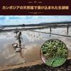 Cedar Farm Salt-Preserved Raw Black Pepper Whole Organic Kampot Pepper JAS Certified 50g Black Pepper Japan Quality