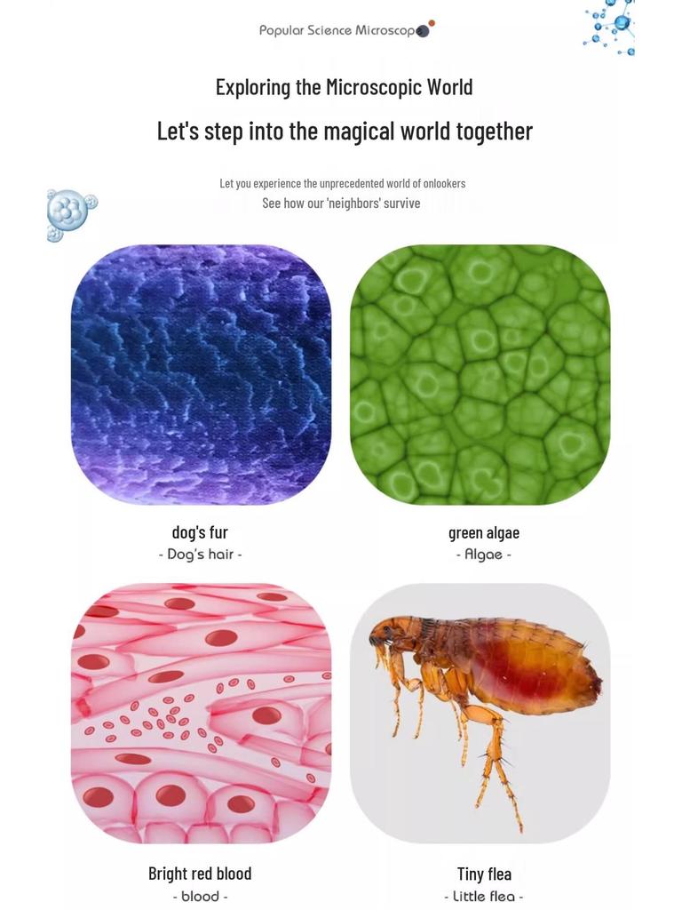 Hochauflösendes biologisches Mikroskop für Kinder im Alter von 6-12 Jahren: Ideal für den Unterricht über Zellen, Bakterien und Mikroorganismen in Grund- und Mittelschulen