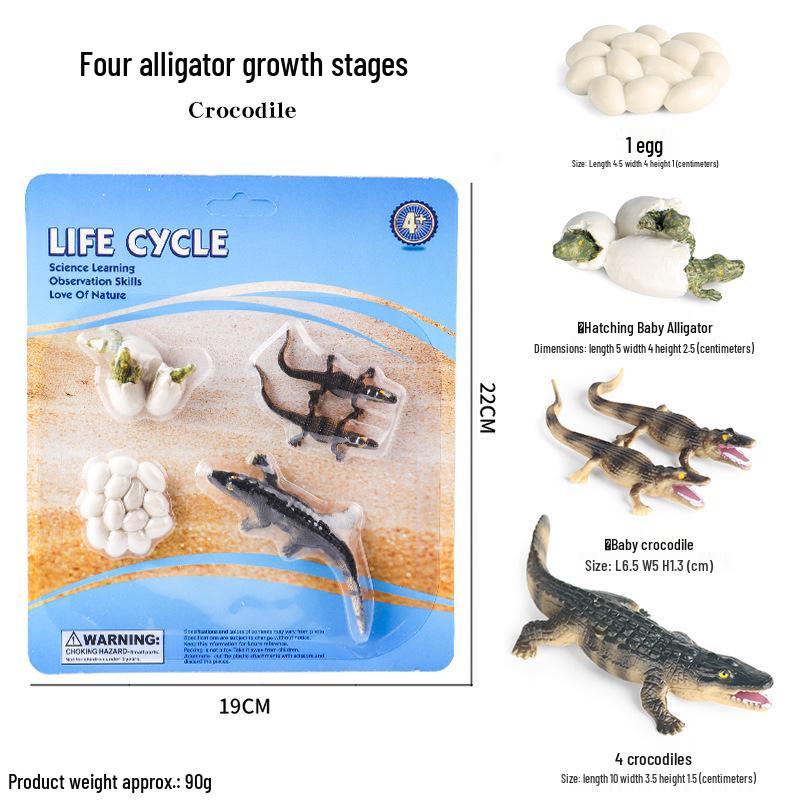 Children's Cognitive Toys: Frog Tadpole Growth Cycle Models