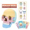 4d Human Skull Model Detachable Specimen Cranium Model Educational Toy
